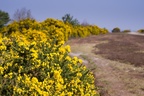 Yellow flowering gorse shrub on Caesar's Camp Hill Fort