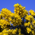 Yellow Gorse Flowers