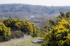 Yellow Gorse Landscape