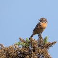 Stonechat Female Bird
