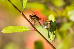 Dragonfly Mating Pair