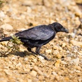 Carrion Crow with Snack.