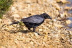 Carrion Crow with Snack.