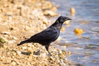 Carrion Crow by Water