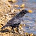 Carrion Crow Bird by Water
