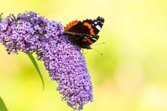 Red Admiral Butterfly on Buddleia