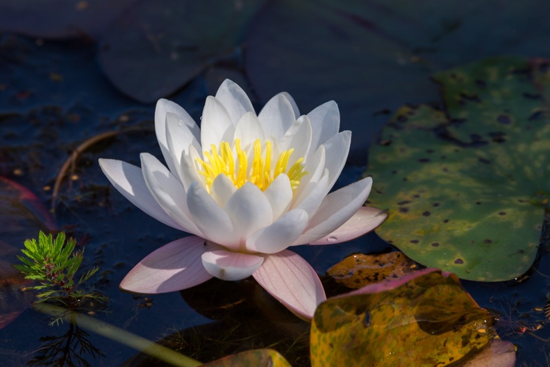 water-lily-s150-600-g-5D7002.jpg