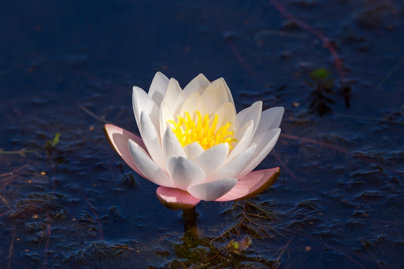 water-lily-s150-600-g-6D6998.jpg