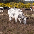 Cattle on Caesar's Camp Hill Fort