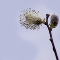 Pussy Willow Catkin