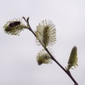 Hoverfly feeding on goat willow catkin flowers