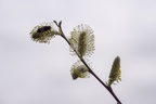 Hoverfly feeding on goat willow catkin flowers