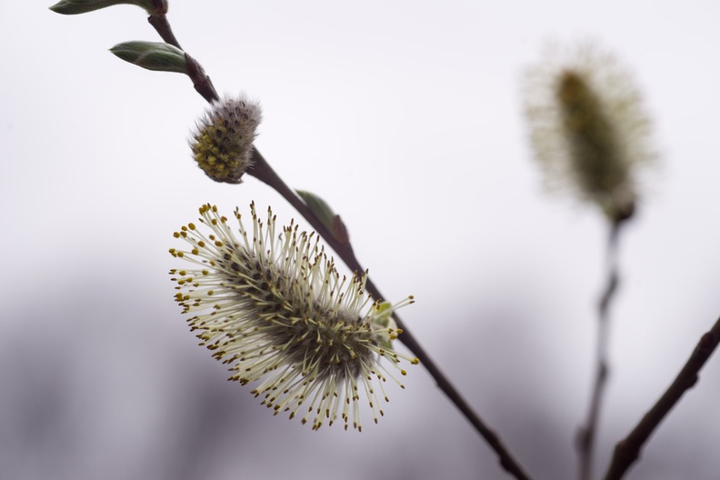 Pussy Willow Catkin