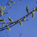 Female Goat Willow Catkins