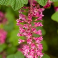 flowering-currant-tamron-sp90mm-g-pk-11756.jpg