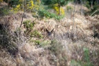 Roe Deer Doe in Hiding