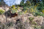 Roe Deer on the Move
