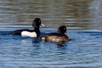 Tufted Duck Male and Female