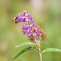 Carder Bee on Buddleia
