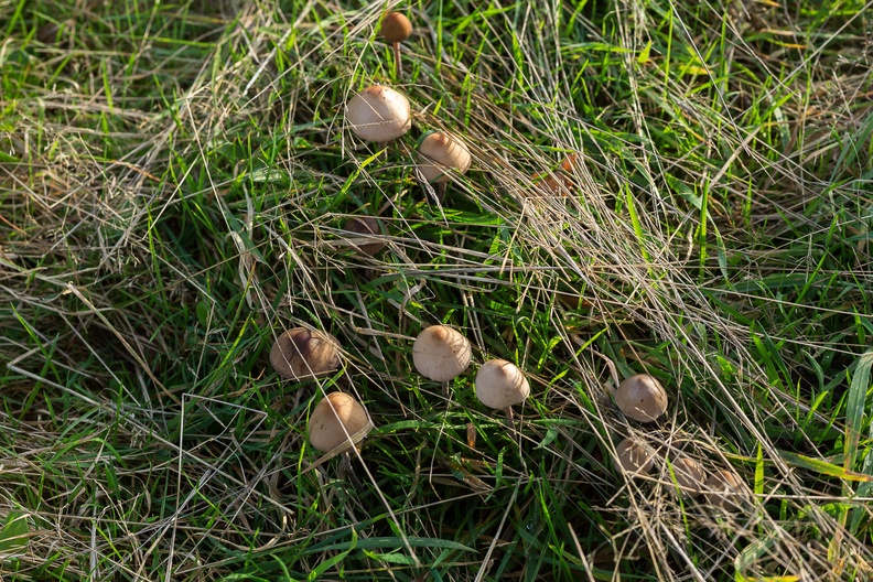 mushroom-rik50-g-6D06150.jpg