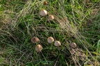 Brown Mottlegill Mushroom