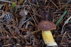 Bay Bolete Mushroom