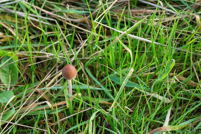 Brown Mottlegill Mushroom