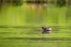 Little Grebe with Fish