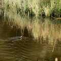 Grass Snake Swimming