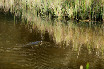 Grass Snake Swimming