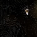 Garden Spider in Web