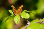 Comma Butterfly