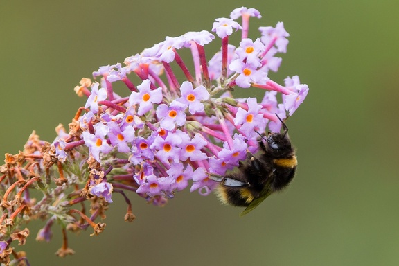 Buff-tailed Bumblebee on Buddleia