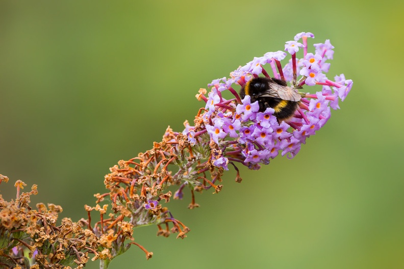 bumblebee-s150-g-600-6D7267.jpg