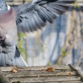 Wood Pigeon landing