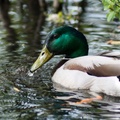 Mallard Drake Duck