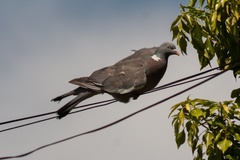 Wood Pigeon on Wire