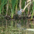 Grey Heron Catching Carp