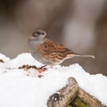 Dunnock in the Snow