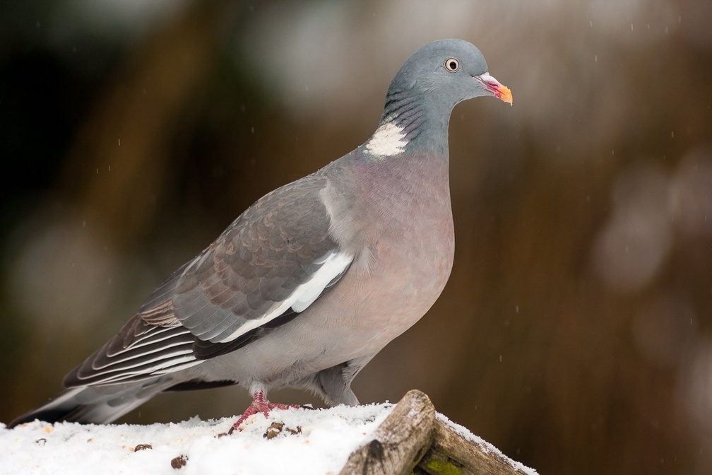 Wood Pigeon in the Snow
