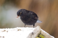 Blackbird in Snow
