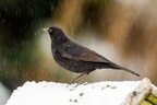 Blackbird in Snow