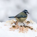 Blue Tit in the Snow
