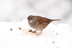 Dunnock in the Snow