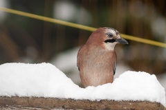 jay in the Snow
