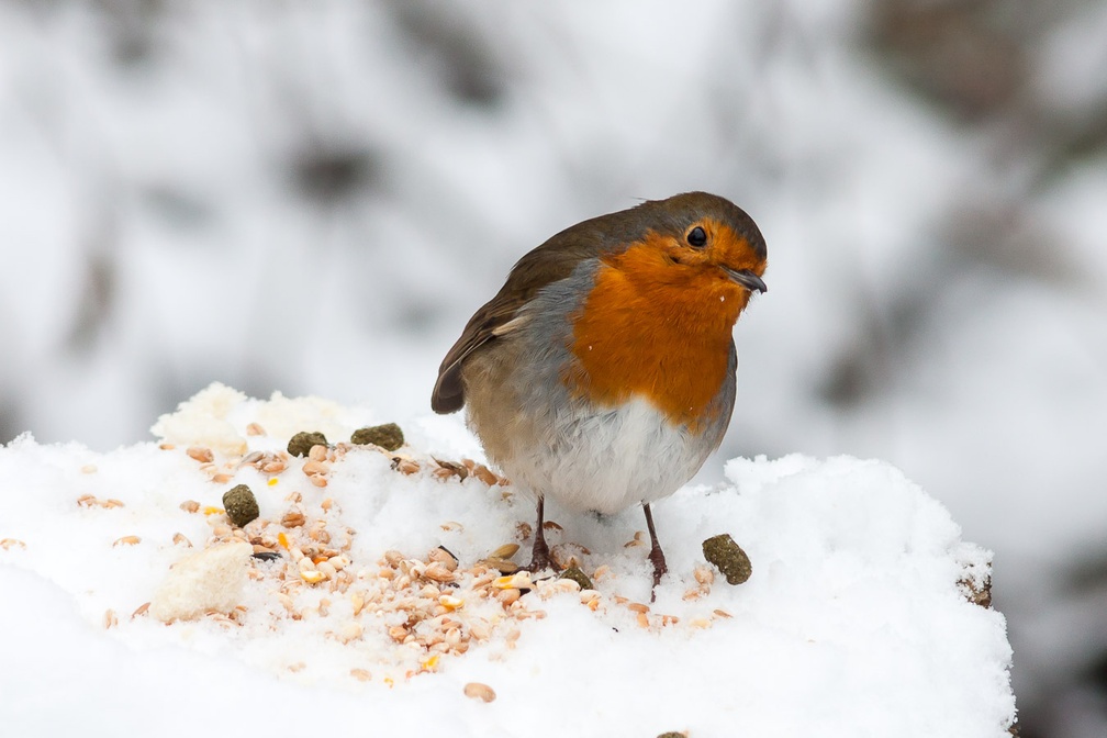 Robin Red Breast Bird in Snow