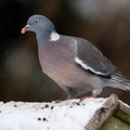 Wood Pigeon in the Snow