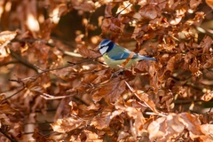 Blue Tit Bird in Copper Beech
