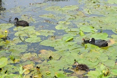 Pond Birds