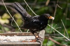 Blackbird with white feathers